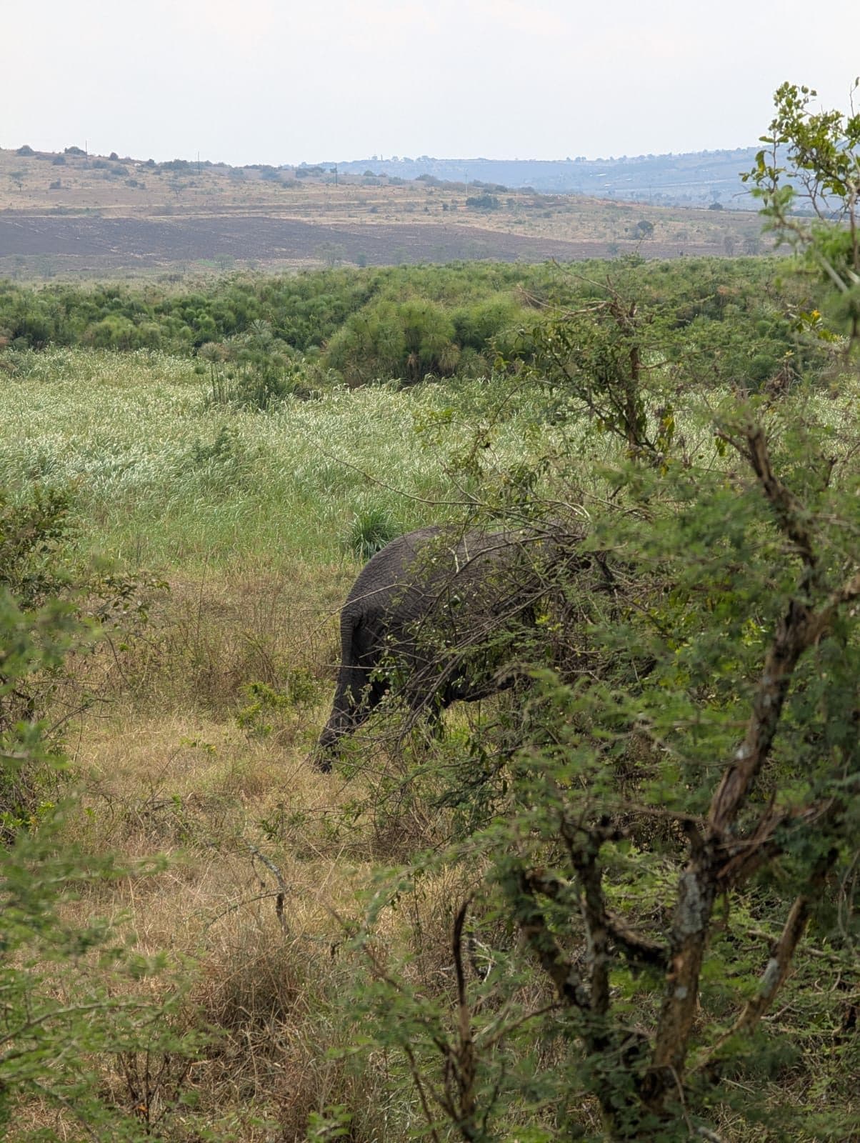 African elephant in the bush during an Akagera National Park wildlife safari, Rwanda