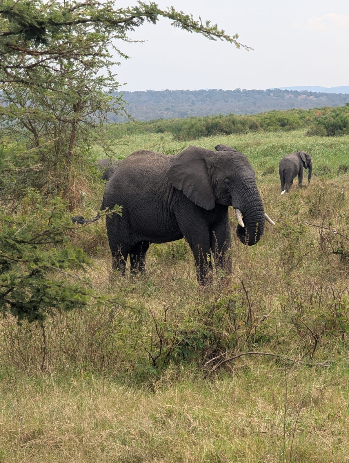 Elephant and calf grazing in Akagera National Park during a Rwanda wildlife tour
