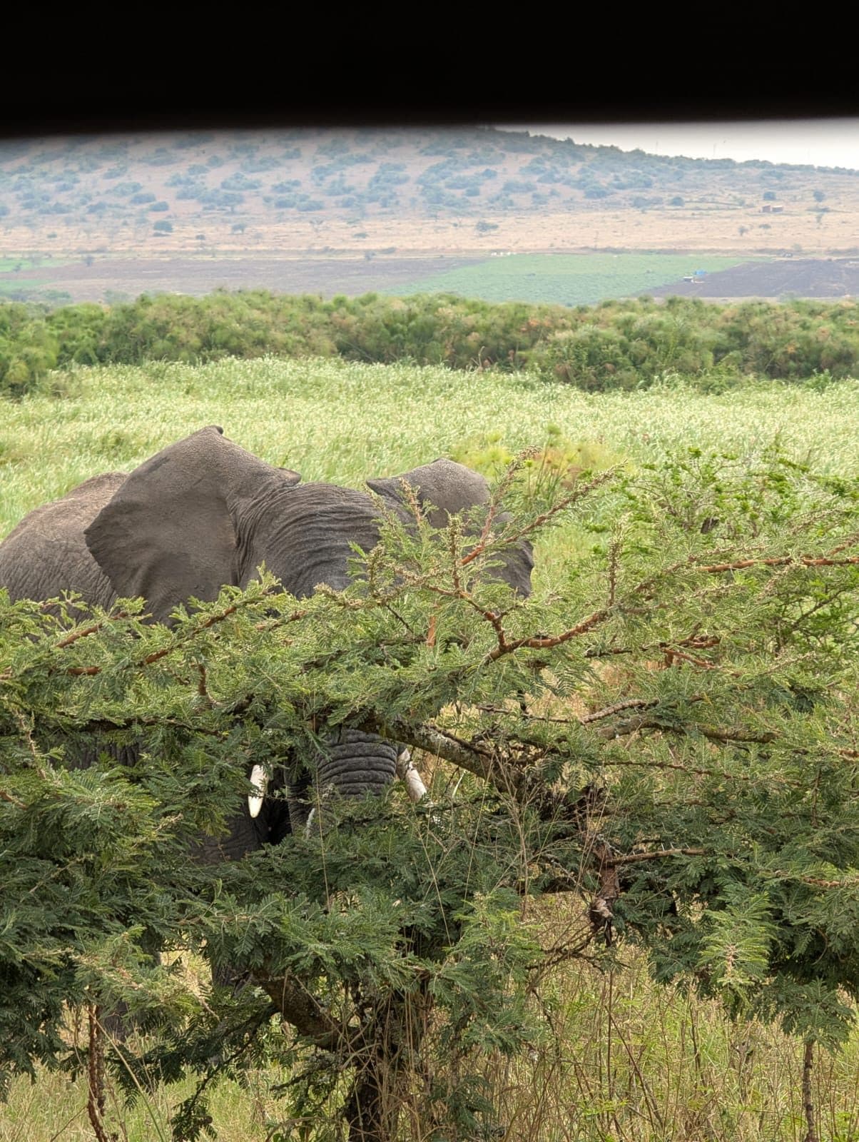 Elephant herd sighting on a private Akagera National Park game drive, Rwanda