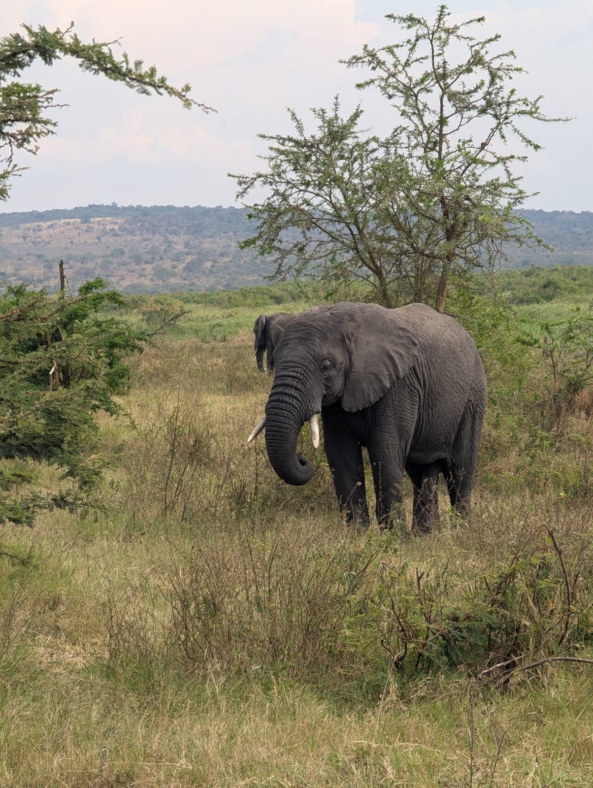 African elephant with tusks in Akagera National Park, part of Rwanda's Big Five safari
