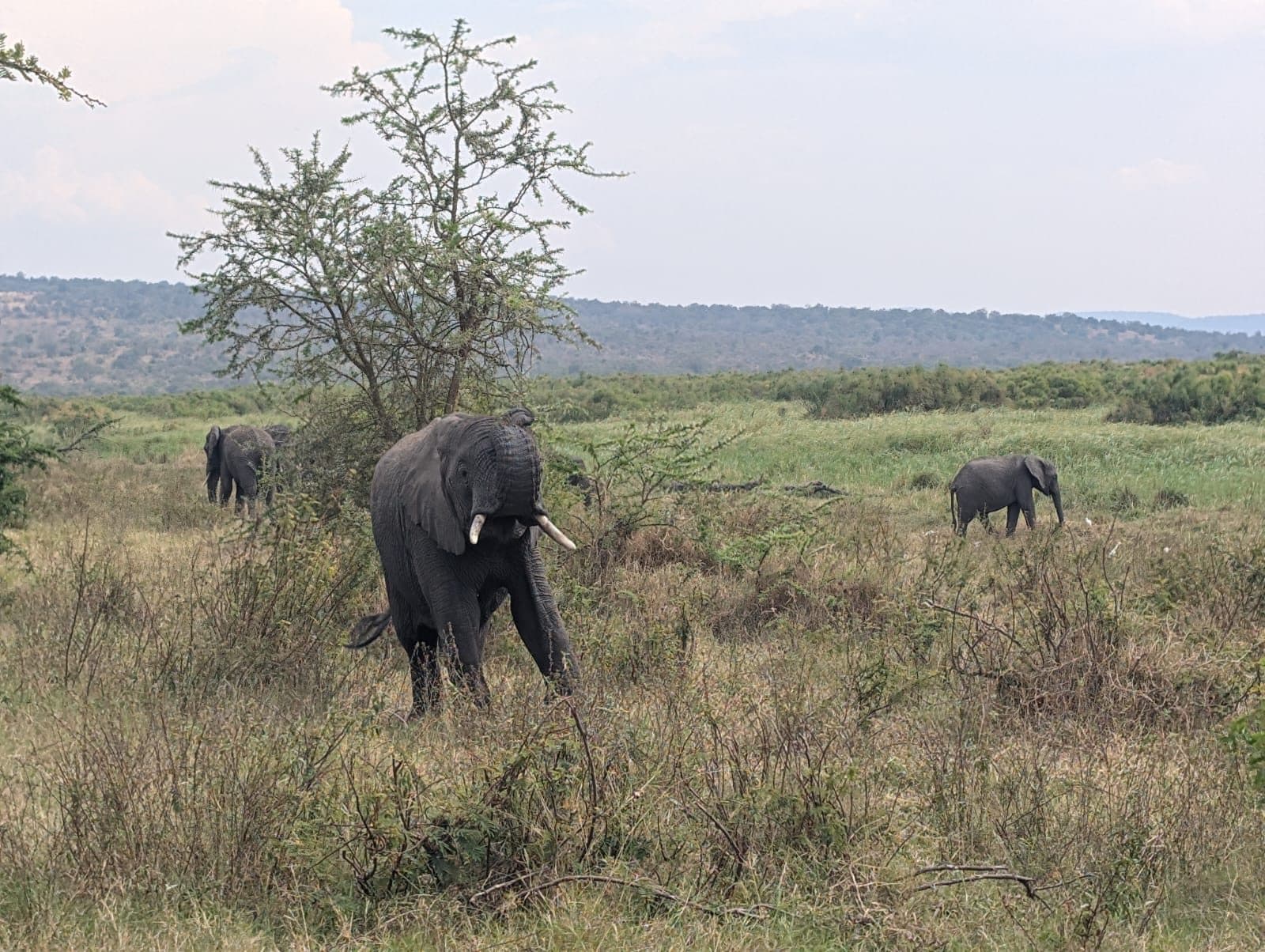 Elephant approaching the safari vehicle during an Akagera National Park wildlife drive