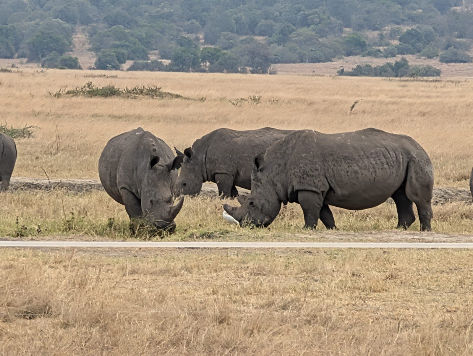 Reintroduced black rhinos grazing in Akagera National Park, Rwanda's Big Five safari destination