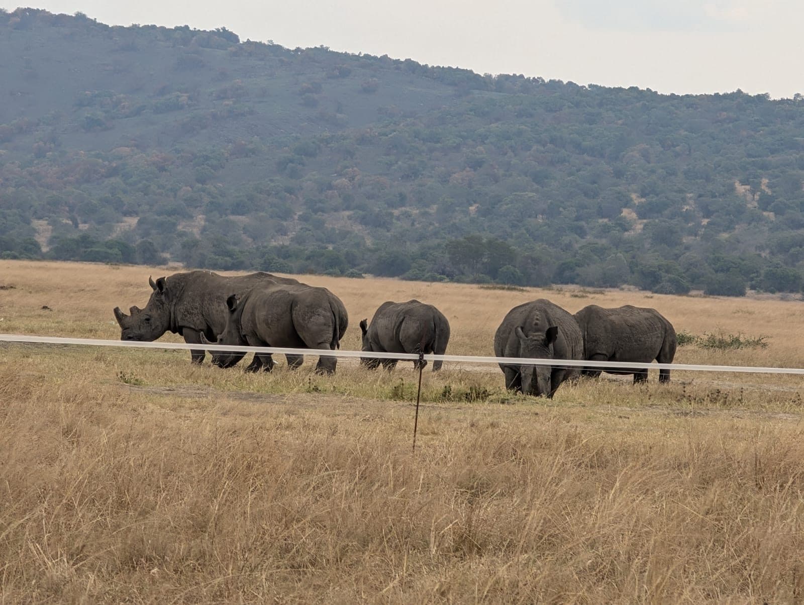 White rhino herd with mountain backdrop in Akagera National Park, Rwanda