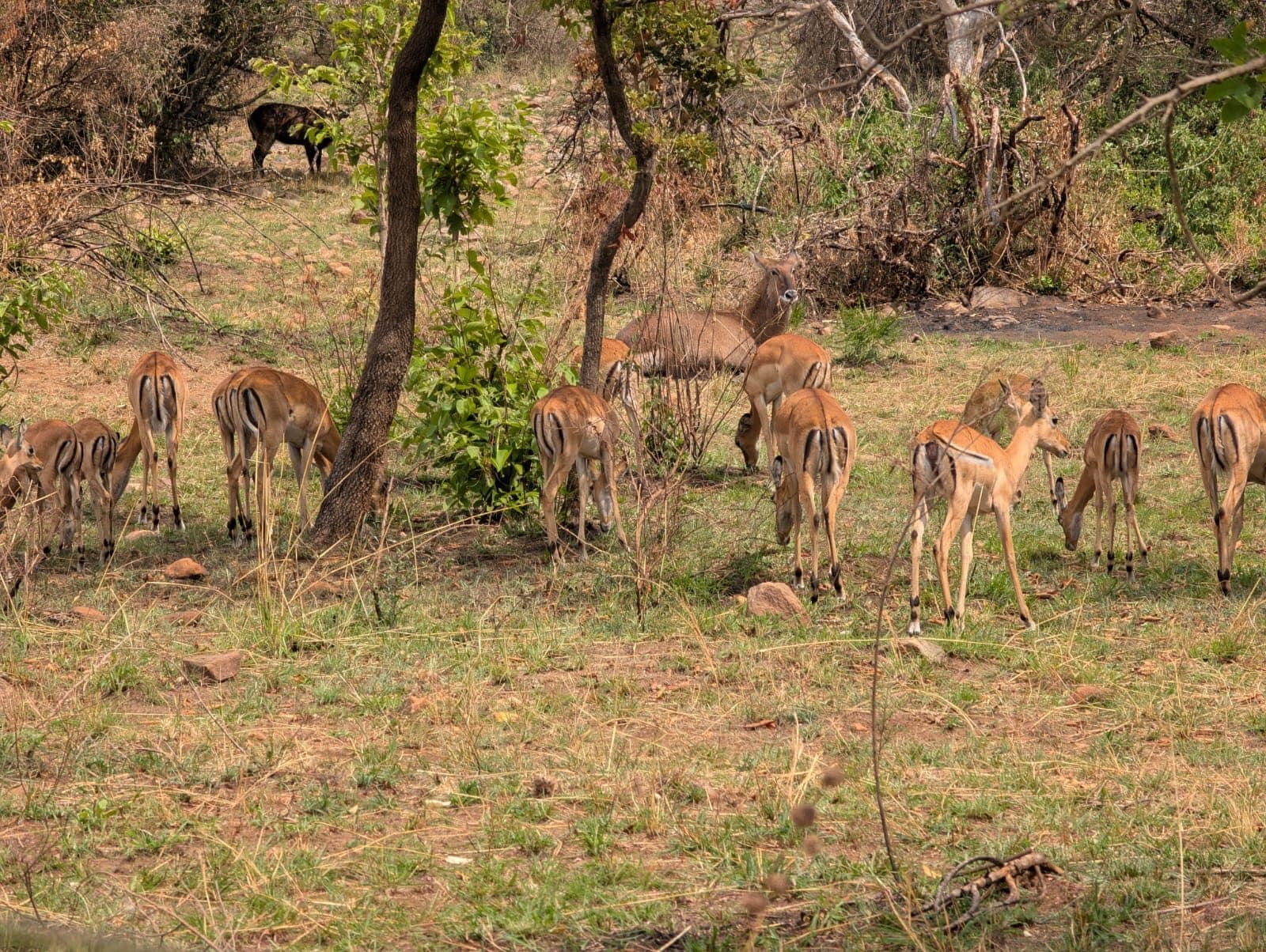 Impala and waterbuck herd on a Rwanda wildlife safari in Akagera National Park