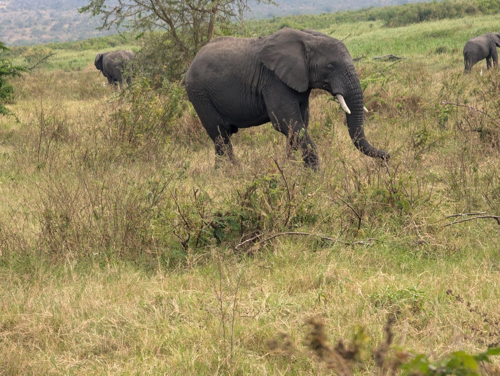 African elephant walking across the savanna on an Akagera National Park safari