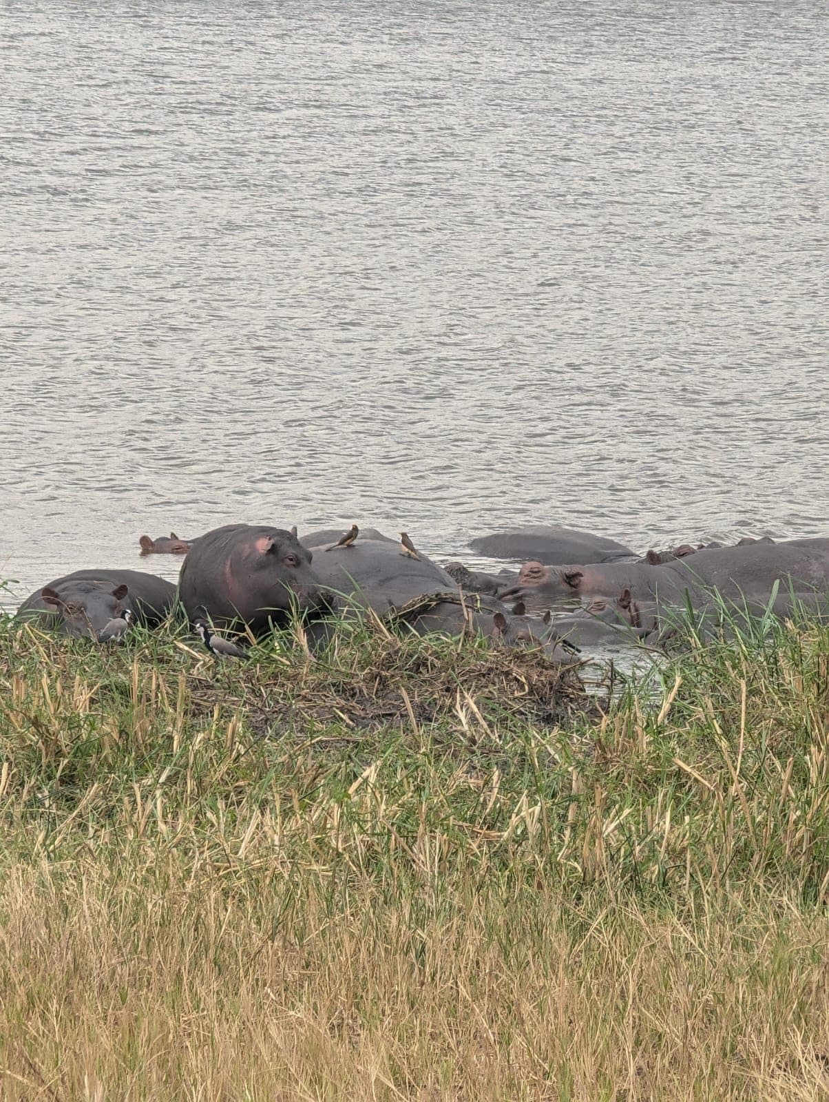 Hippopotamus pod on a boat safari on Lake Ihema, Akagera National Park, Rwanda