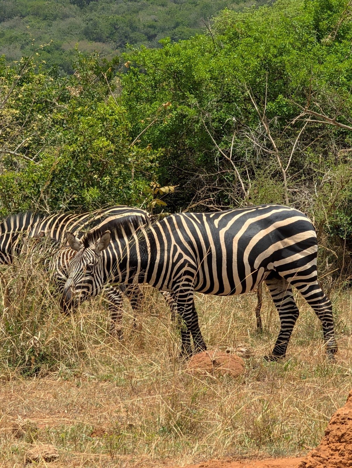 Zebra herd grazing during a Rwanda safari game drive in Akagera National Park