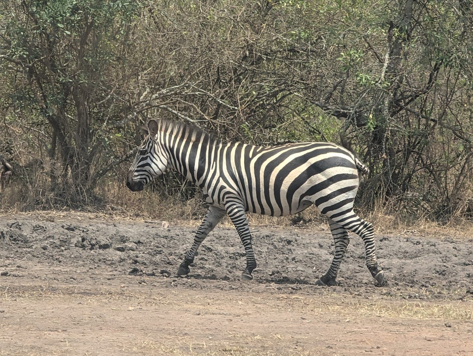 Zebra walking through the woodland on an Akagera National Park safari tour